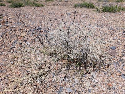 Psorothamnus polydenius, photographed by Quinn Campbell