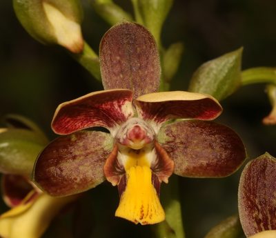 Eulophia parviflora, photographed by Brian du Preez