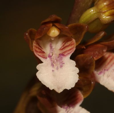 Eulophia micrantha, photographed by Brian du Preez