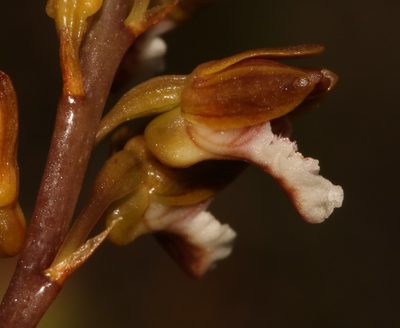 Eulophia micrantha, photographed by Brian du Preez