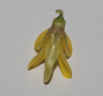 Aspalathus recurvispina, photographed by Brian du Preez