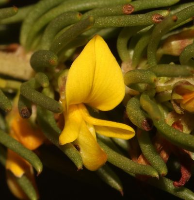 Aspalathus recurvispina, photographed by Brian du Preez