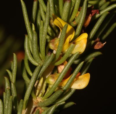 Aspalathus recurvispina, photographed by Brian du Preez