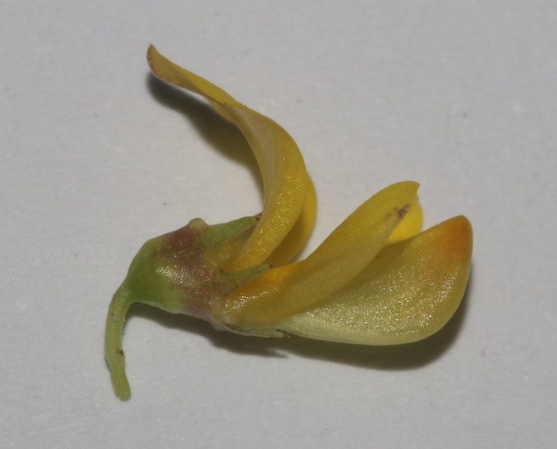 Aspalathus recurvispina, photographed by Brian du Preez