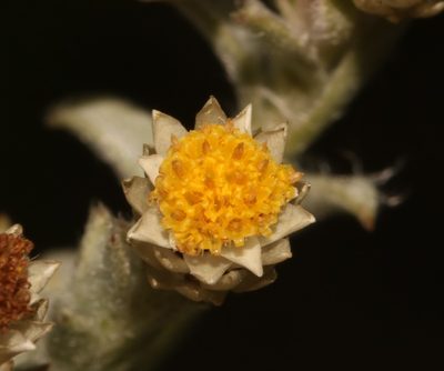 Achyranthemum sordescens