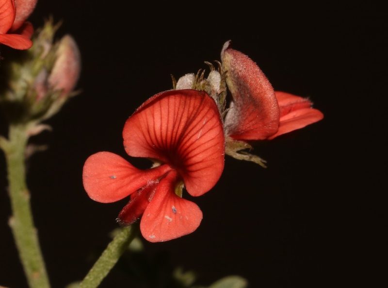 Indigofera glaucescens, photographed by Brian du Preez