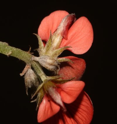Indigofera glaucescens, photographed by Brian du Preez
