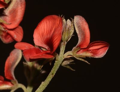 Indigofera glaucescens, photographed by Brian du Preez