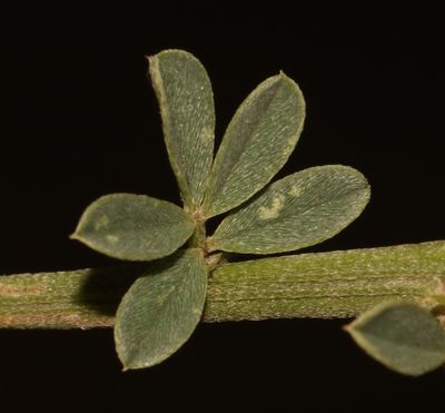 Indigofera glaucescens, photographed by Brian du Preez