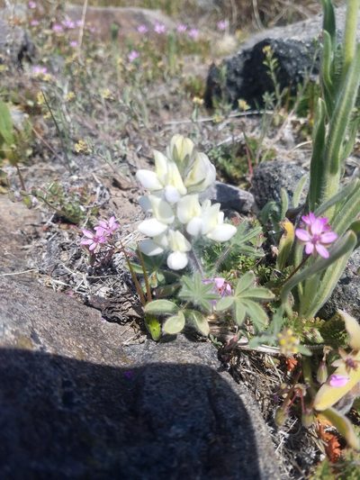Lupinus malacophyllus, photographed by Quinn Campbell