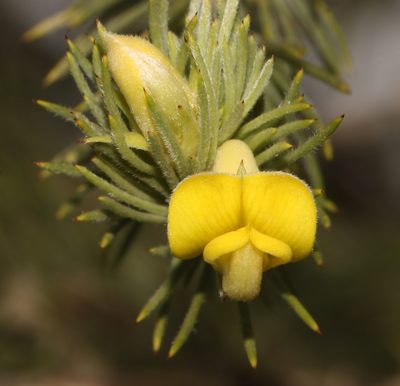 Aspalathus setacea, photographed by Brian du Preez