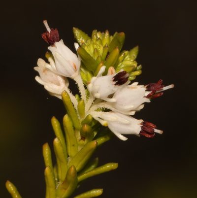 Erica oresbia, photographed by Brian du Preez