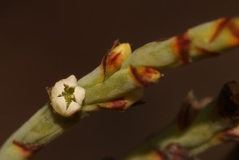 Thesium flexuosum, photographed by Brian du Preez