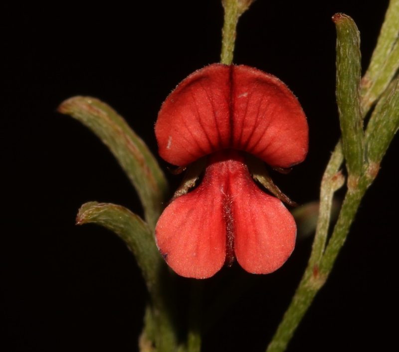 Indigofera leptocarpa, photographed by Brian du Preez
