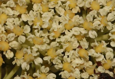 Nanobubon capillaceum, photographed by Brian du Preez