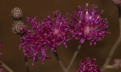Hilliardiella capensis, photographed by Brian du Preez