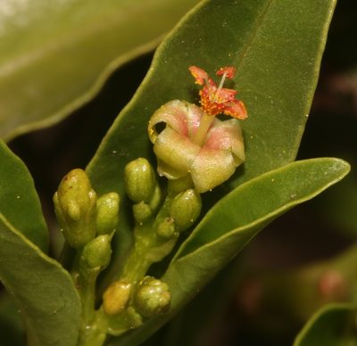 Jatropha capensis, photographed by Brian du Preez