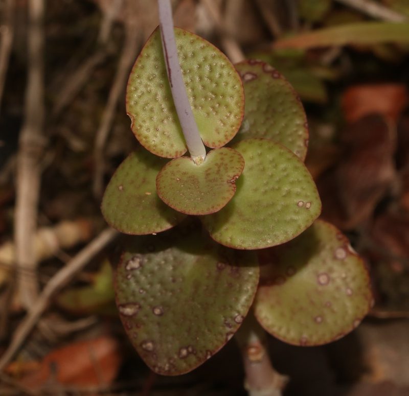 Crassula cordata, photographed by Brian du Preez