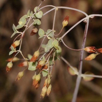 Crassula cordata, photographed by Brian du Preez