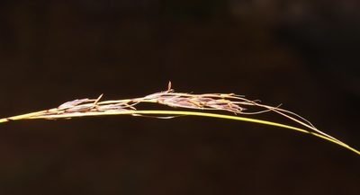 Schoenus graciliculmis, photographed by Brian du Preez