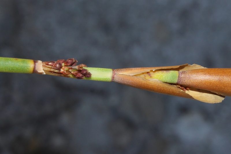 Elegia persistens, photographed by Brian du Preez