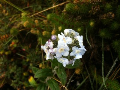 Moritzia lindenii, photographed by Jason Grant