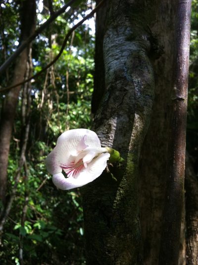Clitoria javitensis, photographed by Jason Grant