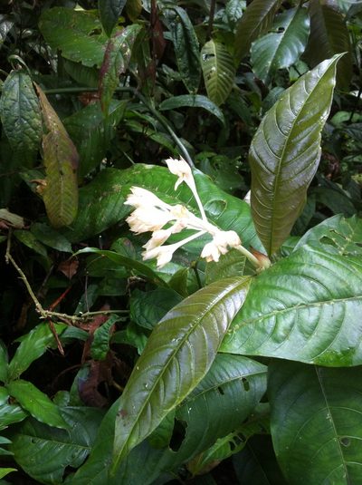 Palicourea violacea, photographed by Jason Grant