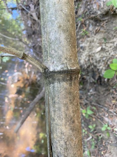 Phyllostachys reticulata, photographed by Emily Summerbell