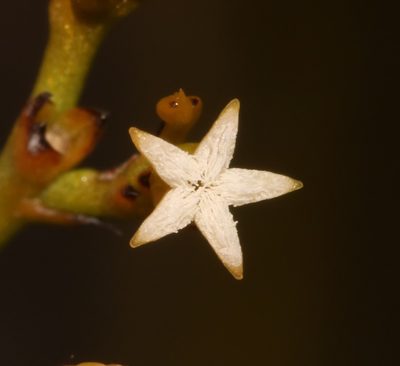 Thesium euphrasioides, photographed by Brian du Preez