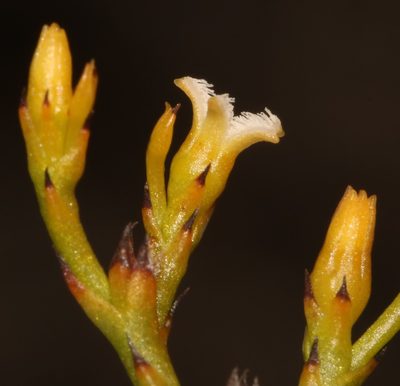 Thesium euphrasioides, photographed by Brian du Preez