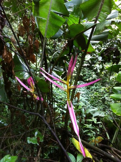 Heliconia aemygdiana, photographed by Jason Grant