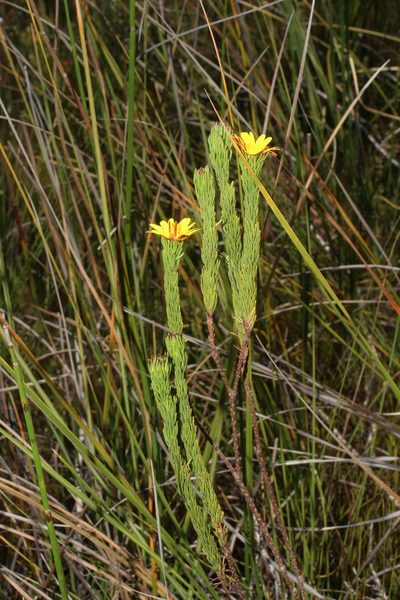 Ursinia quinquepartita, photographed by Brian du Preez