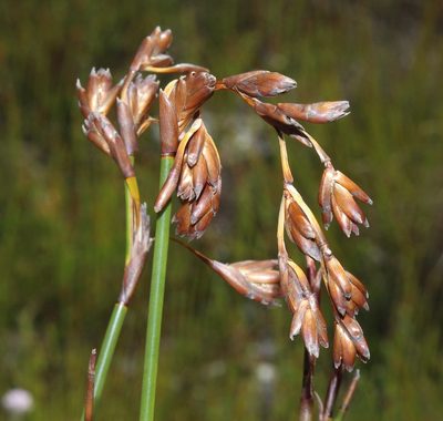 Restio egregius, photographed by Brian du Preez