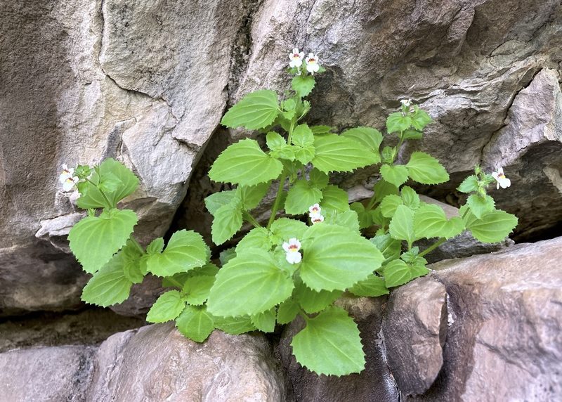 Nemesia deflexa, photographed by Dr. Alexey Yakovlev