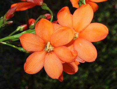 Pillansia templemannii, photographed by Brian du Preez