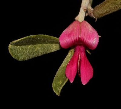 Indigofera obcordata, photographed by Brian du Preez