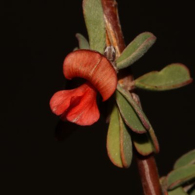 Indigofera sessilifolia, photographed by Brian du Preez