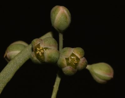 Kewa salsoloides, photographed by Brian du Preez