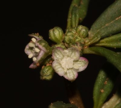 Gisekia pharnaceoides, photographed by Brian du Preez