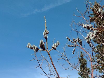 Salix scouleriana, photographed by Syd Cannings