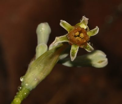 Tulbaghia capensis, photographed by Brian du Preez