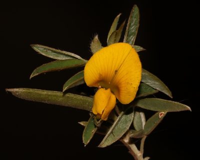 Argyrolobium argenteum, photographed by Brian du Preez