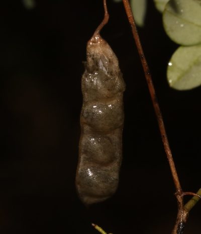 Dichilus gracilis, photographed by Brian du Preez