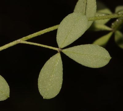Dichilus gracilis, photographed by Brian du Preez