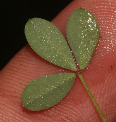 Dichilus gracilis, photographed by Brian du Preez
