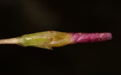 Oxalis pocockiae, photographed by Brian du Preez