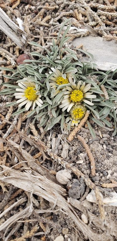 Townsendia jonesii, photographed by Chelsea Welch