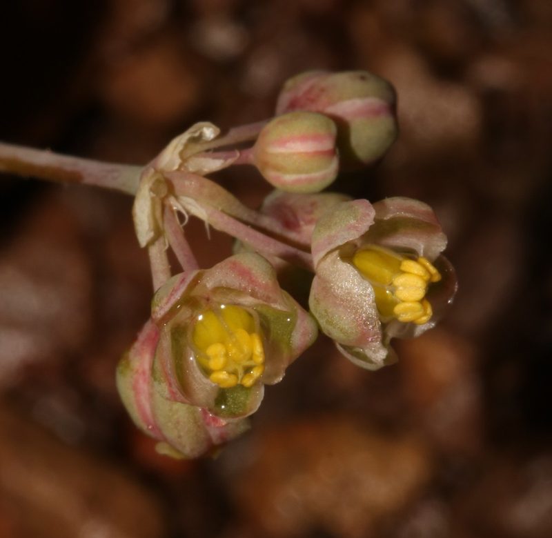 Kewa bowkeriana, photographed by Brian du Preez