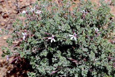 Pelargonium abrotanifolium, photographed by Dr. Alexey Yakovlev